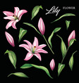 realistic pink lily blossom leaves stem set vector image vector image