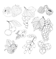 berries collection for coloring book vector image
