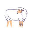 white sheep side view flat livestock farming vector image