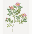 pink roses in bloom vector image