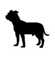 staffordshire terrier dog silhouette vector image