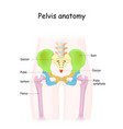 pelvis anatomy color structure pelvic skeleton vector image vector image
