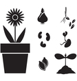flower and seed vector image vector image