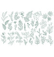 wildflower decorative outline elements set vector image