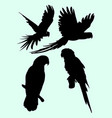 parrots animal silhouette vector image