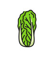 romaine lettuce isolated napa peking cabbage food vector image
