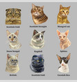set portraits cats breeds 2 vector image