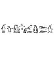 emperor penguin colony adult with juveniles vector image