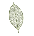 nut leaf isolated on white background vector image vector image