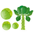 green cabbages and brussels sprouts vector image