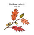 northern red oak quercus rubra state tree new vector image vector image
