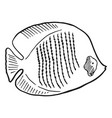 fish sketch flat flounder in hand drawn style vector image