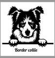 border collie - peeking dogs breed face head vector image