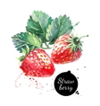 hand drawn watercolor painting strawberry on white vector image vector image