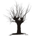 acacia tree vector image vector image