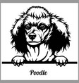 poodle - peeking dogs breed face head isolated vector image