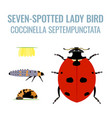coccinella septempunctata lifecycle vector image vector image