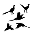 bird pheasant silhouettes vector image