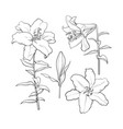 set of hand drawn white lily flowers side top vector image