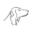 dog hand drawn english setter isolated vector image vector image