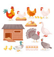 chicken in farm barn henhouse isolated set hen vector image