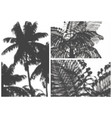 palm shadows set vector image vector image