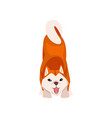 barking shiba inu dog cute japan fluffy pet vector image