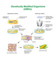 genetically modified organisms vector image vector image