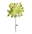 watercolor olive tree vector image vector image