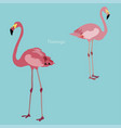 two pink flamingo picture with exotic birds vector image
