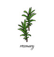 flat cartoon sketch hand drawn rosemary vector image