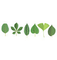 set tree leaves vector image vector image
