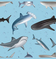 underwater pattern angry wild shark swimming vector image