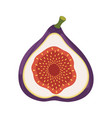 half fig fruit isolated on white background vector image