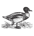 Vintage Shelduck Sketch Royalty Free Vector Image