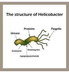 The structure of Helicobacter pylori Infographics Vector Image