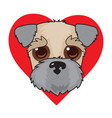 wheaten terrier face vector image
