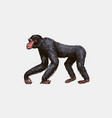 bonobo or chimpanzee in vintage style giant vector image vector image
