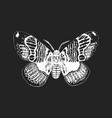 moth hand drawn sketch on black background vector image