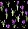violet crocuses flowers seamless pattern vector image vector image
