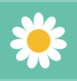 white daisy chamomile cute big flower plant vector image