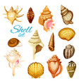 cartoon seashell and sea mollusk animals vector image
