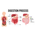 diagram showing digestion process vector image vector image