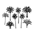 palm tree set vector image