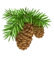 pine branches with cones vector image