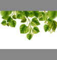 linden branches background vector image vector image