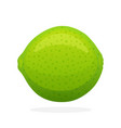 whole lime vector image vector image