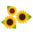 sunflowers symbol vector image