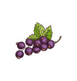 berries black currant fruit with leaf isolated vector image