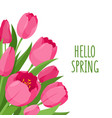 colorful tulips flowers vector image vector image